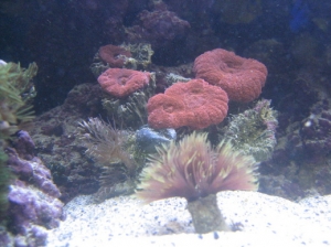need id