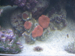 need id