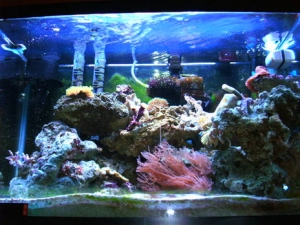 20g salt