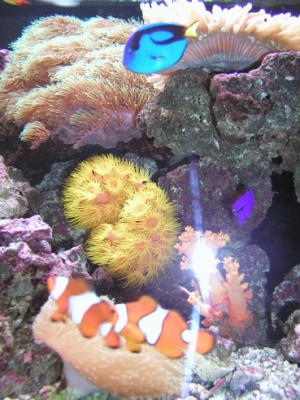 Sun OC BT DFish 01 5 2008