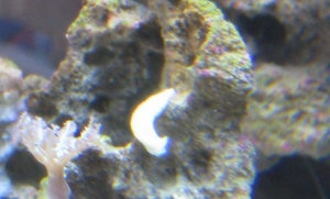 Slug