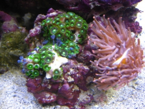 Zoos and LTA