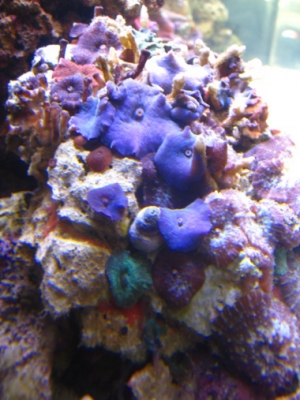 Shroom rock
