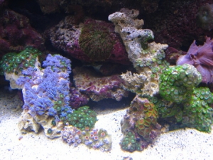 Zoo cluster