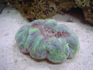 open brain coral eating