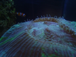 open brain coral fullly inflated