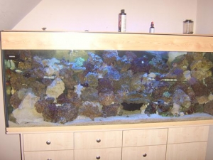 my fish 2