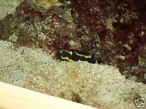 my goby, sand shifter, a nightmare in a reef tank