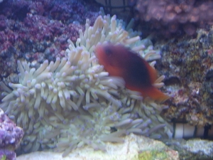 a sand anem, with my nasty clown, he takes blood if you go near his anem