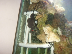 used waste pipe for a racking right through the tank with a power head attached to keep water flow through,