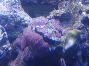 a suprise with my new coral, a little oyster, dont know what though