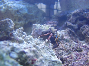 blue hermit, big buggar, is about 2inch