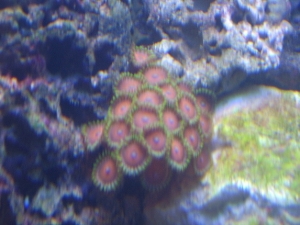 zoas