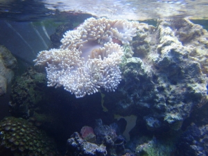 white anem