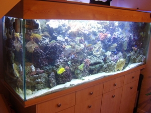 tank in feb, just about full with the coral........................but always find room for more