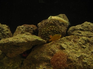 pic1