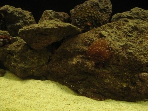 pic6
