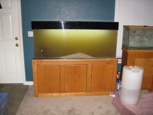 addition of live sand