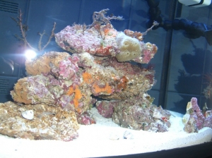 new aquapod
