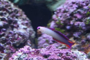 Goby
