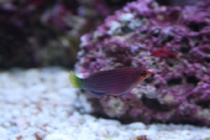 Wrasse