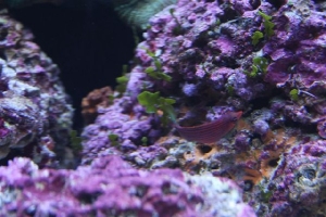 Wrasse
