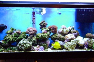Tankmarch1
Getting a hold on the algae finally.