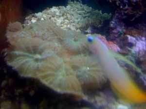My neon green Shrooms and my dartfish