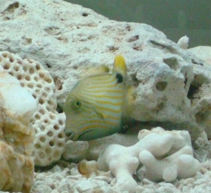 Undulate (Small)