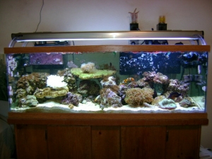 My 55gal