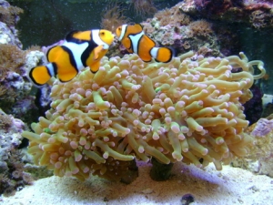 11headed Frogspawn, wich Host's  my mated Percula's