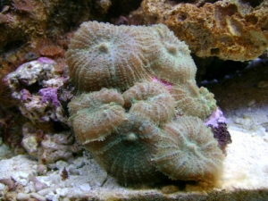 My neon green shrooms just split, now there are 7 on the rock!