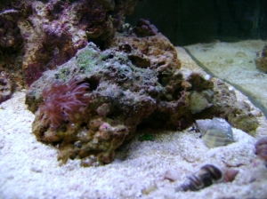 my new Pulsing Xenia frag on live rock