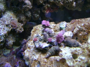 little shroom frag with 5 red's atop
