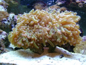 my frogspawn