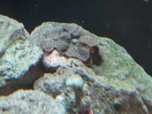 Shrooms