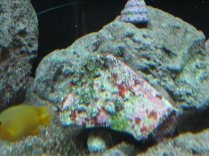 ZOOOOS