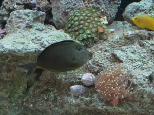 Naso Tang