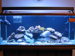 Reef Tank 021