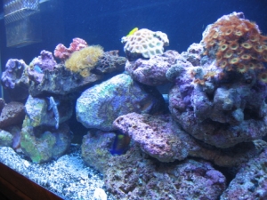 Reef Tank 032