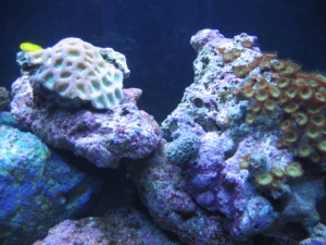 LD the clown goby