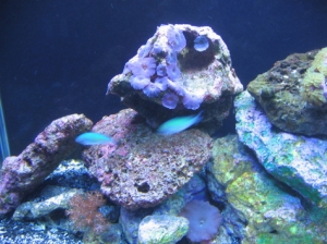 the chromis!