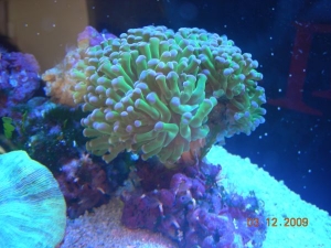 Ive had this frogspawn for about 2 years now, grew it from one head.