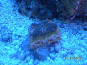 A little souvenier from Sacramento, a small acan frag.  BTW, anyone going to any Sac coral stores, Id be willing to pay you if you would be willing to bring me back something.