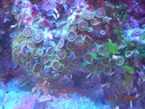 Cool looking Zoas, but they grow so fast and are getting kinda annoying.