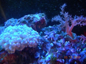Bubble and kenya coral