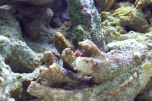 unknown coral?
