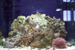 King of the Hill "Cleaner Shrimp"