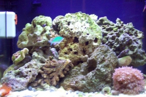 aquarium before some more aquascaping