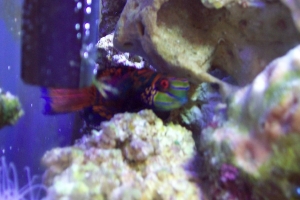 Mandarin Dragonet